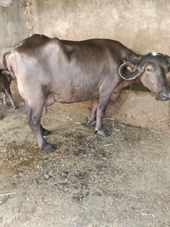 થંબનેલ 2