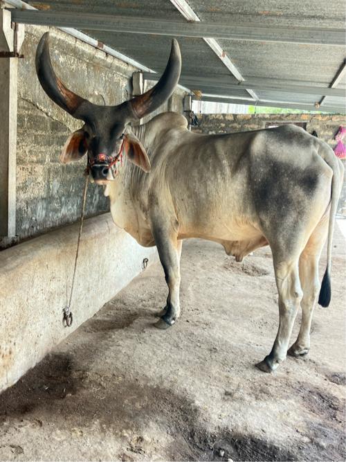 બળદ વેચવાનો છે