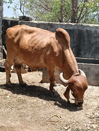 ગાય વેસવાની સે