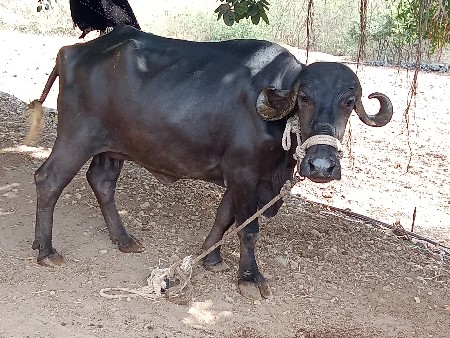 थंबनेल 2