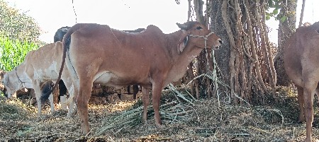 થંબનેલ 3