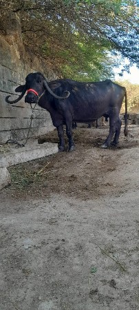 ભેસ વેચાણ સે