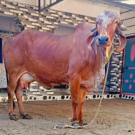 ગીર હોડકી વેચવાની સે