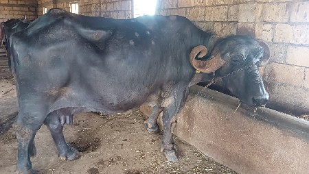 કુંઢી ભેંસ વેચવા ની છે