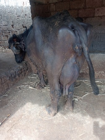 थंबनेल 4