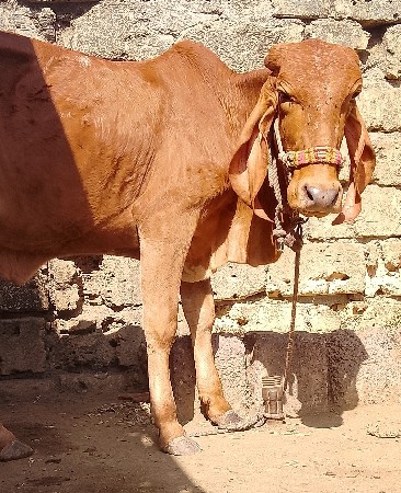 સુવણ કપિલા વાછડી વેચવાની છે