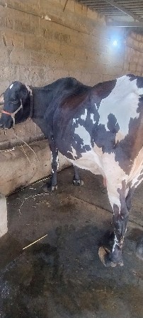 1 ગીર 
2 એસએફ