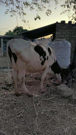 थंबनेल 3