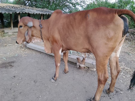 थंबनेल 5