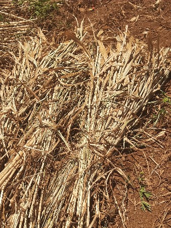 બાજરાનો  ચારો વેચવા નો છે