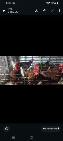 દેશી કુકડા વેચી દેવાના છે