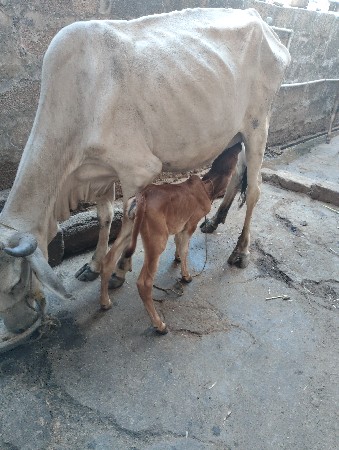 थंबनेल 3