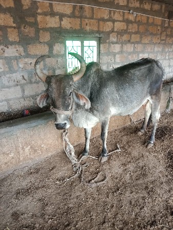 थंबनेल 2