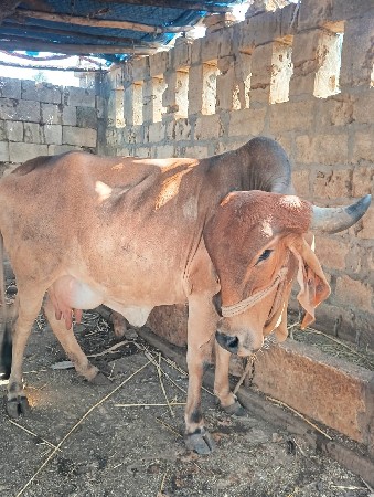 ગાય બીજું વેતર