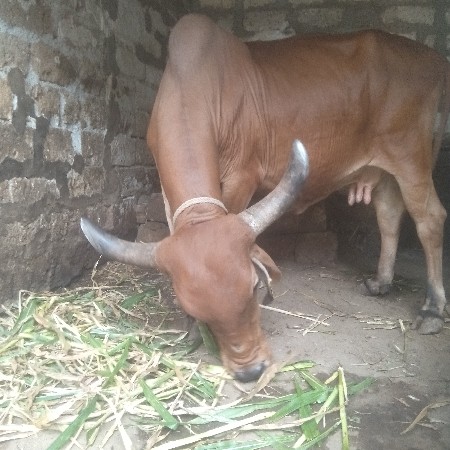 આ ગાય વેચવાની છે