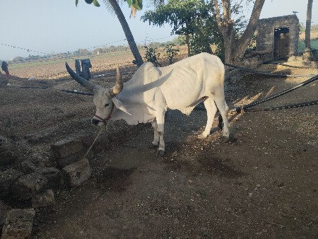 બળદ વેચવાનો છે‌ 6દાતે વાછરડો છે