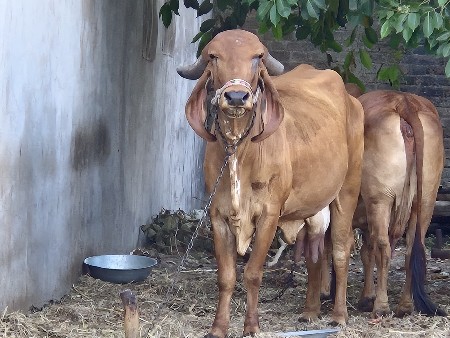 ગીર ગાય વેચવાની છે