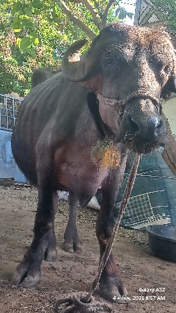 થંબનેલ 2