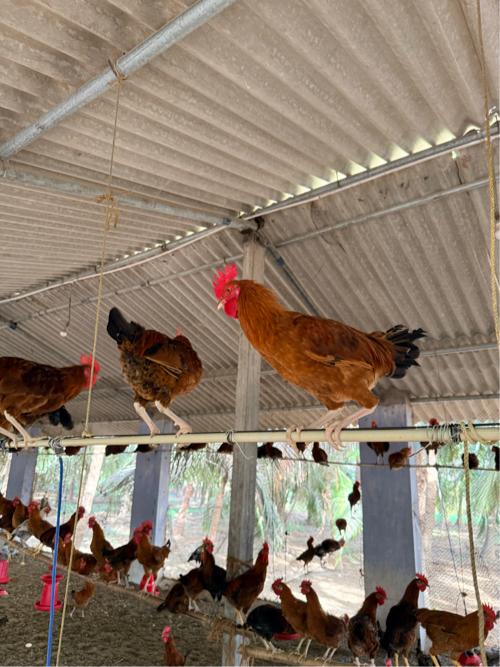 સોનાલી દેસી મરઘાં અને મરઘી