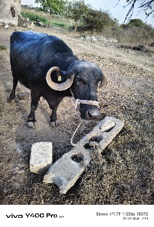 थंबनेल 2