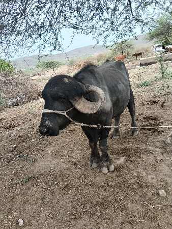 थंबनेल 2