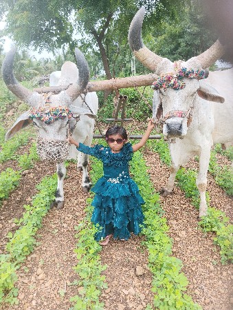 આ બળદ વેચવાના છે