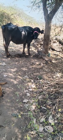 थंबनेल 6