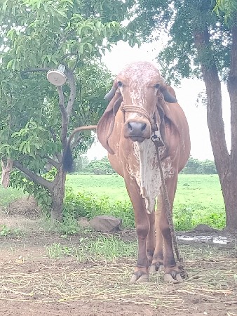 ગાય વેચવાની છે
