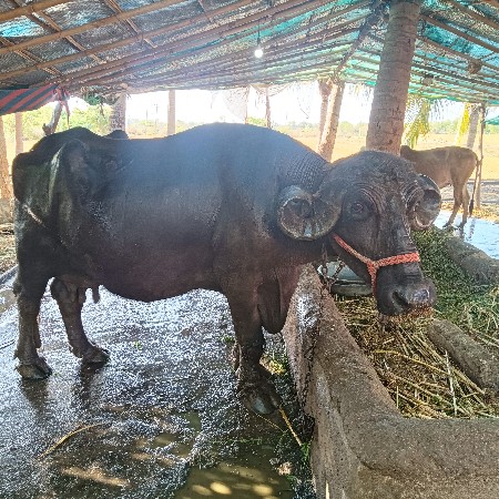 ભેંસ વેચવાની છે