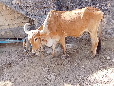 આ બળદ વેચવાનો છે