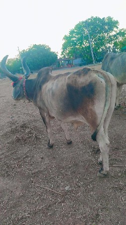 થંબનેલ 3