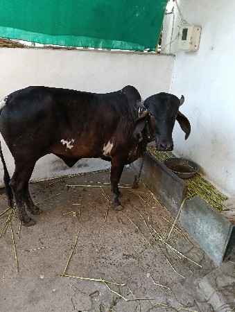 સારી ઓલાદ ની વાછડી વેચવાની છે