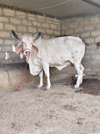 थंबनेल 2