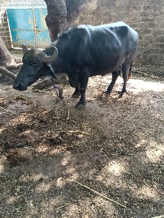 થંબનેલ 3