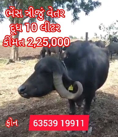 ભેંસ વેચવાની છે