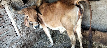 ગાય વેચવાની છે