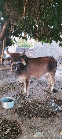 थंबनेल 2