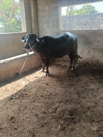 પેલું વેતર ખડેલી વેચવાની છે