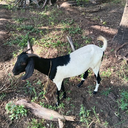 માંગરોળ માંગરોળ જુનાગઢ