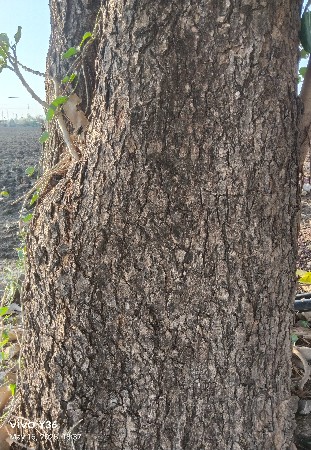 લીમડા લીલા વેચવાના છે