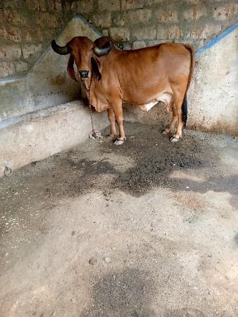 ર,, ઞાય વેચવાની છે