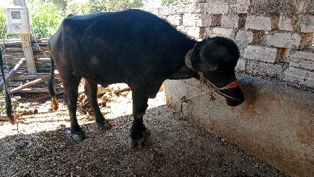 थंबनेल 2