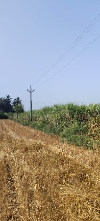 શેરડી વેશવાની છે