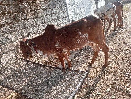 બીજી વેતર છ લીટર દૂધ છે