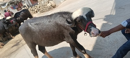 थंबनेल 3