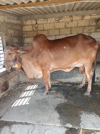 थंबनेल 2