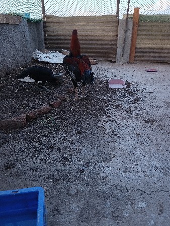 थंबनेल 3