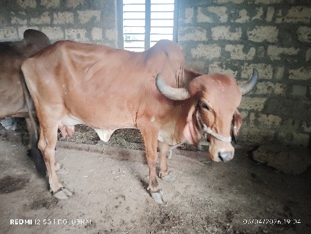 थंबनेल 2