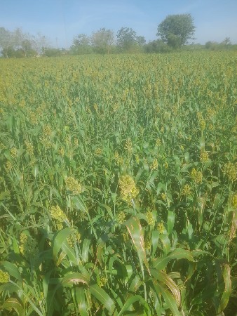 લીલી જુવાર નો સારો