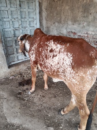 થંબનેલ 3